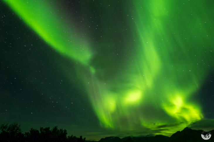 Nordlichter auf den Lofoten, Norwegen